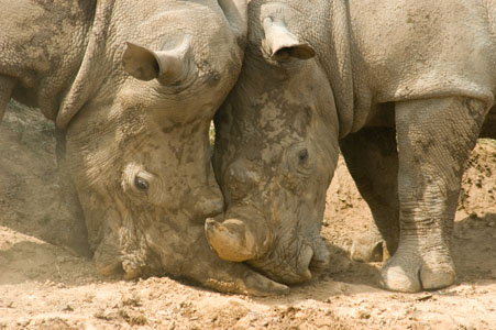 Rhino Wrestling